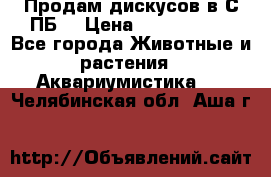 Продам дискусов в С-ПБ. › Цена ­ 3500-4500 - Все города Животные и растения » Аквариумистика   . Челябинская обл.,Аша г.